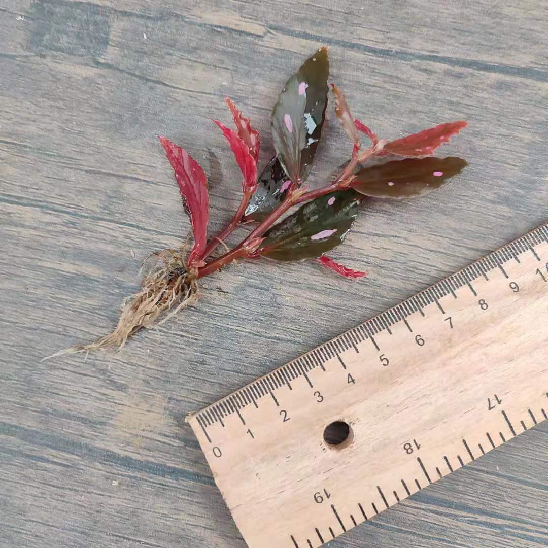 Begonia sp.Julau Thin Leaf