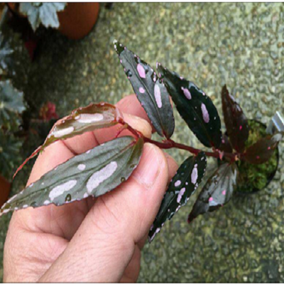 Begonia sp.Julau Thin Leaf