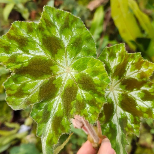 Begonia sp