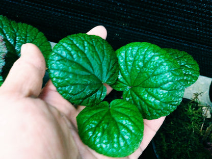 Begonia sp (Blue)