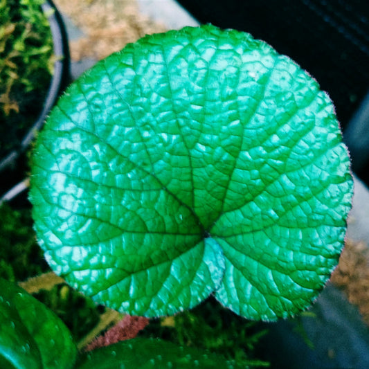 Begonia sp (Blue)