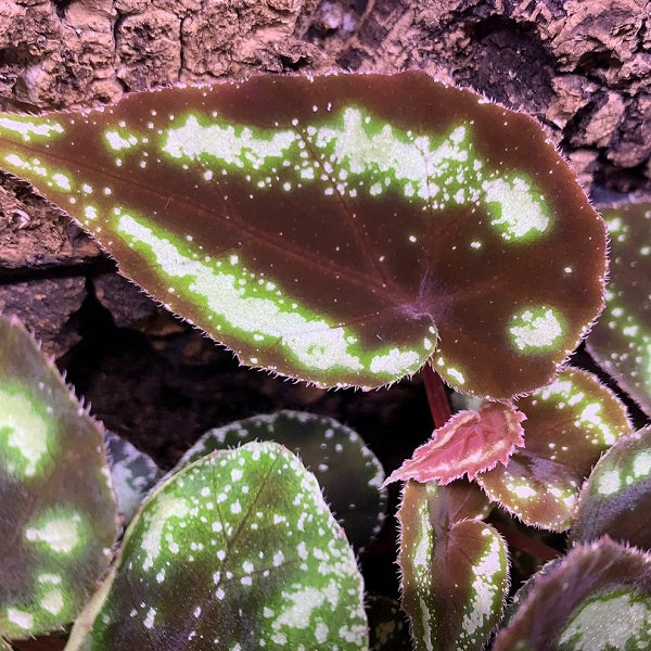 Begonia sp Curtisii