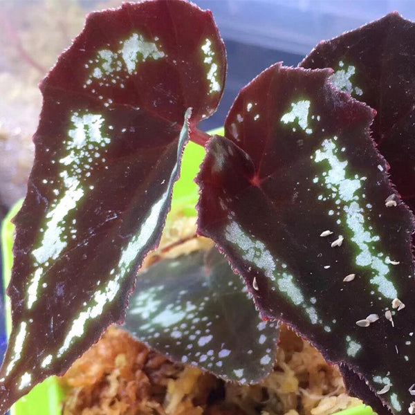 Begonia sp Curtisii