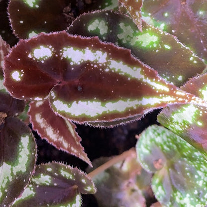 Begonia sp Curtisii