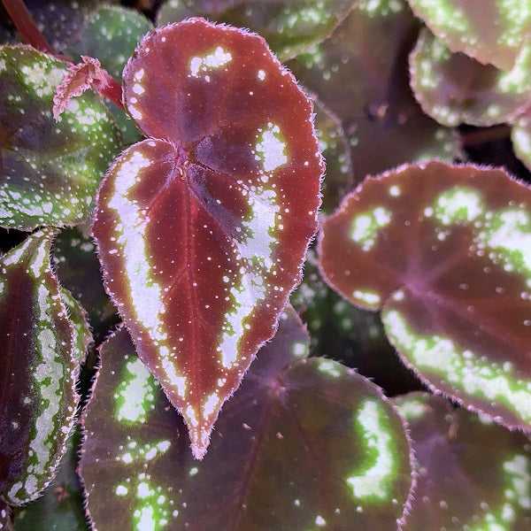 Begonia sp Curtisii