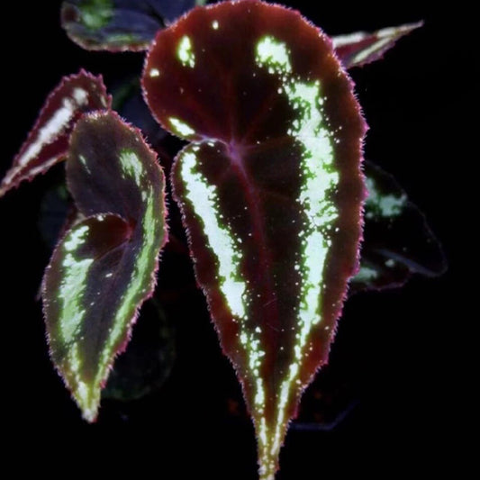 Begonia sp Curtisii
