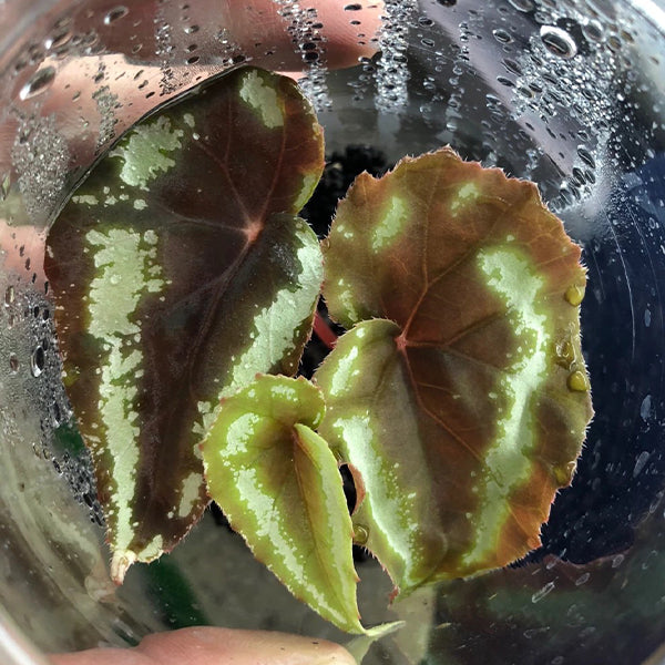 Begonia sp Curtisii