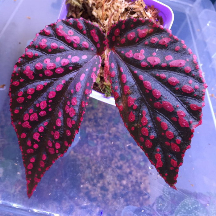 Begonia Hairy Spots