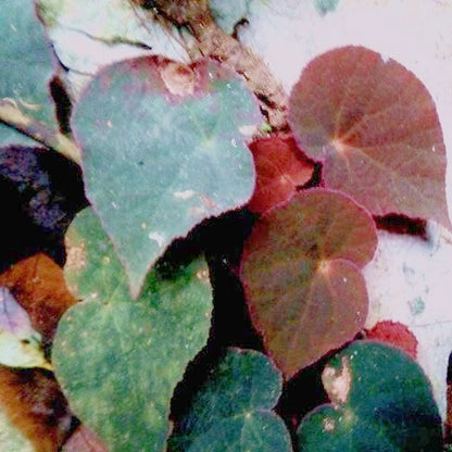 Begonia sp ( Peacock begonia )