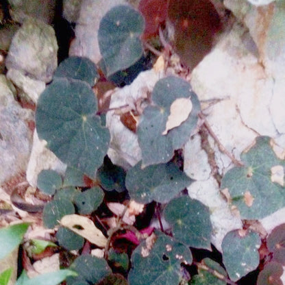 Begonia sp ( Peacock begonia )