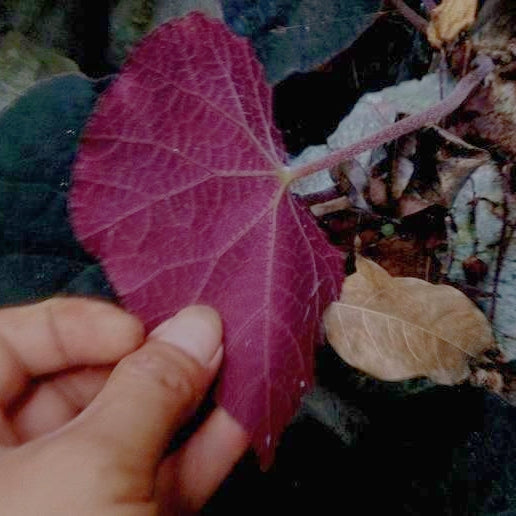 Begonia sp ( Peacock begonia )