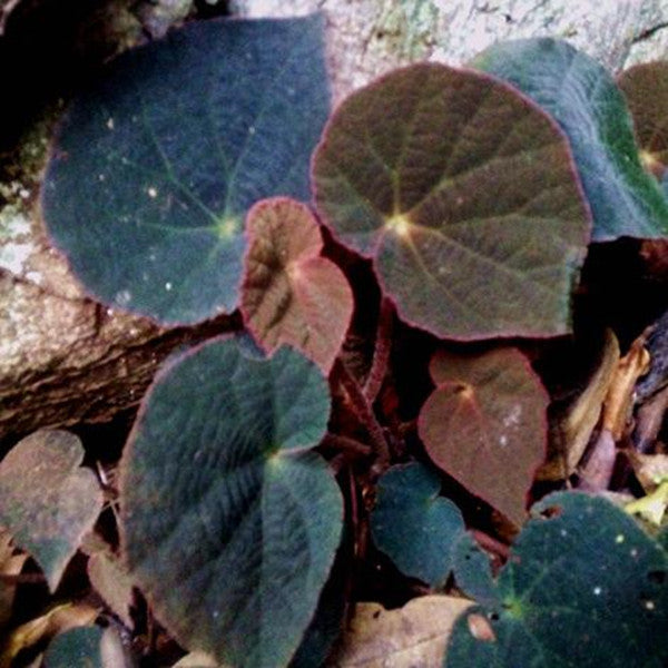 Begonia sp ( Peacock begonia )
