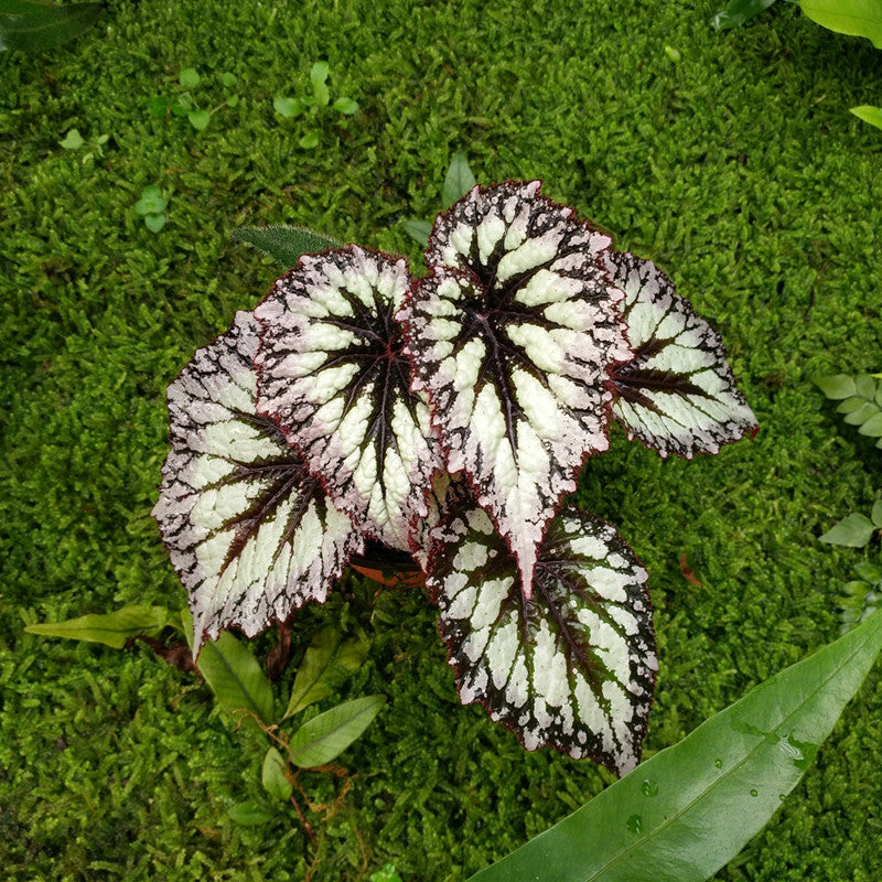 Begonia ' Fireworks '