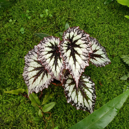 Begonia ' Fireworks '