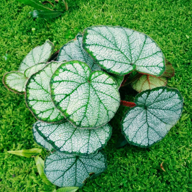 Begonia sp ( Red )