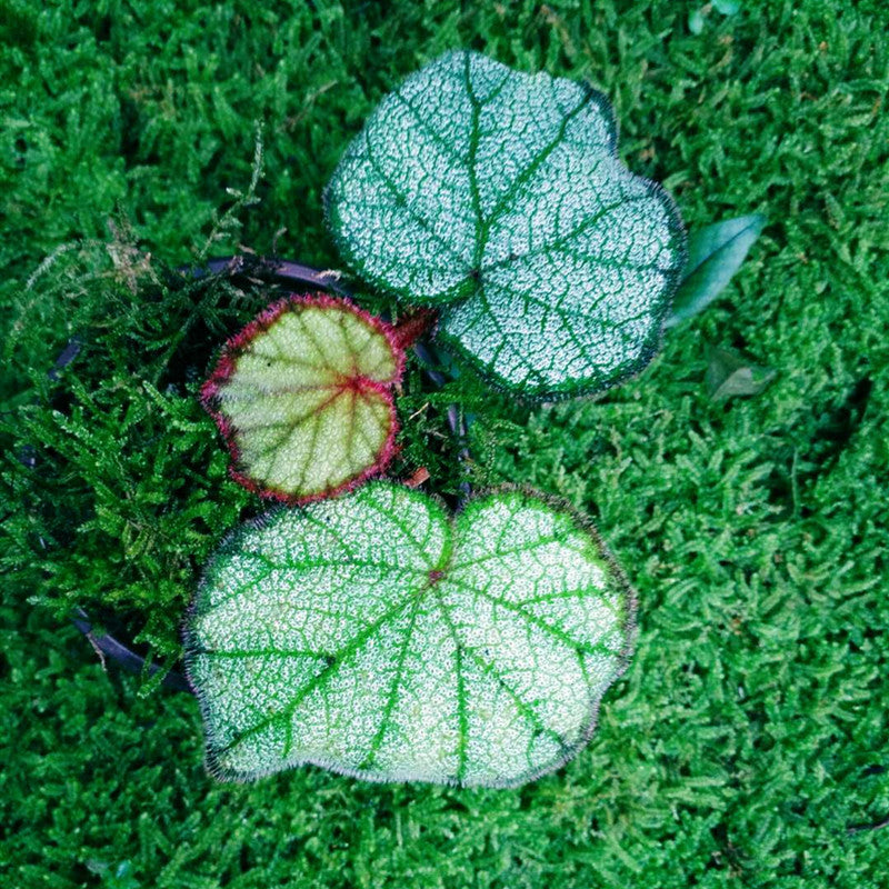Begonia sp ( Red )