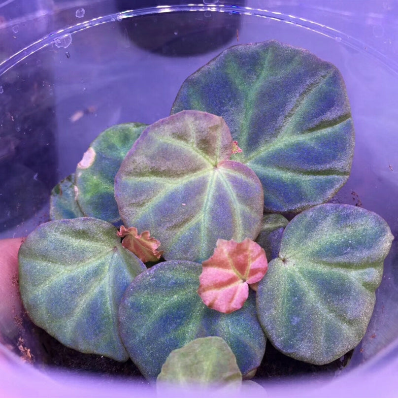 Begonia sp. sarawak
