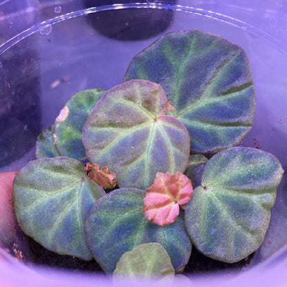 Begonia sp. sarawak