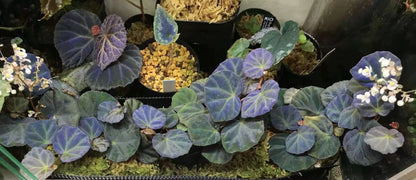 Begonia sp. sarawak