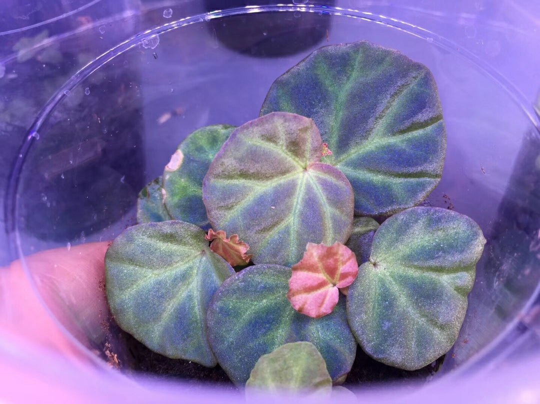 Begonia sp. sarawak