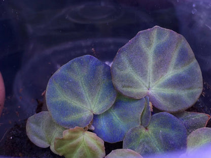 Begonia sp. sarawak
