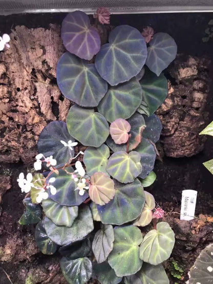 Begonia sp. sarawak