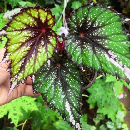 Begonia sp Tricolor