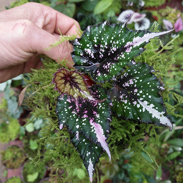 Begonia sp Tricolor