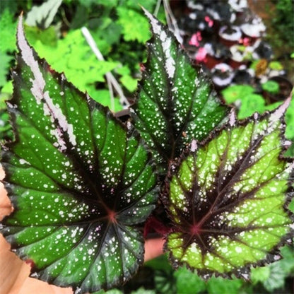 Begonia sp Tricolor