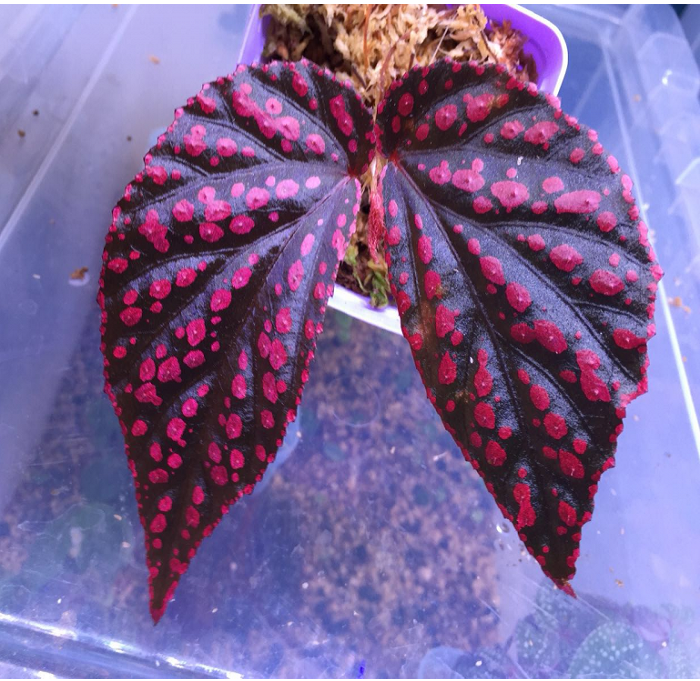 Begonia Hairy Spots