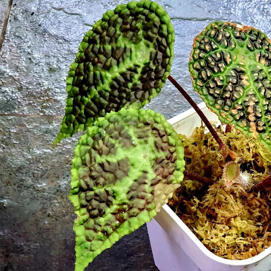 Begonia (staudtii x microsperma)