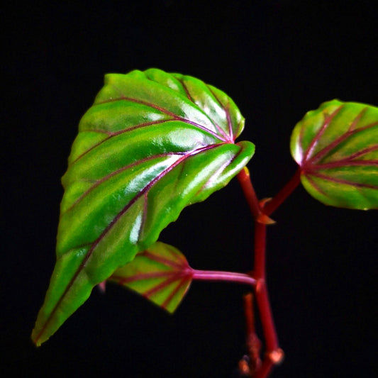 Begonia ‘Red vein’ （Begonia sp.Sarawak）