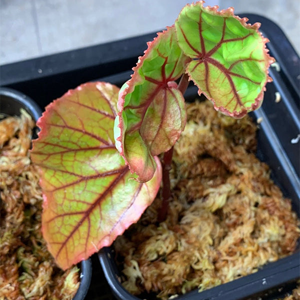 Begonia ‘Red vein’ （Begonia sp.Sarawak）