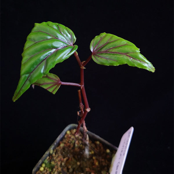 Begonia ‘Red vein’ （Begonia sp.Sarawak）