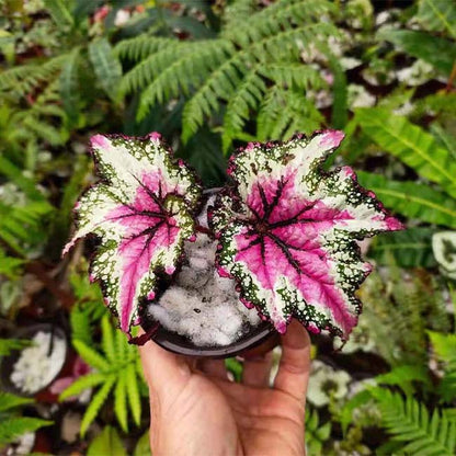 Begonia T Rex™ ‘St Nick’ (Begonia rex hybrid)