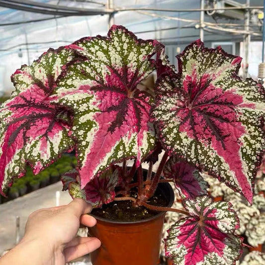 Begonia T Rex™ ‘St Nick’ (Begonia rex hybrid)