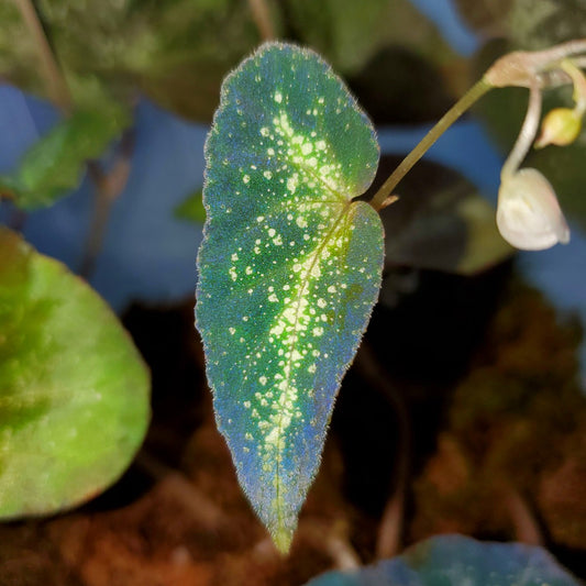 Begonia Variabilis Fluo