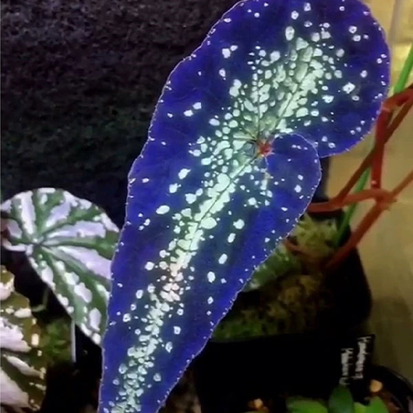 Begonia Variabilis Fluo