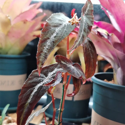 Begonia Variabilis Fluo