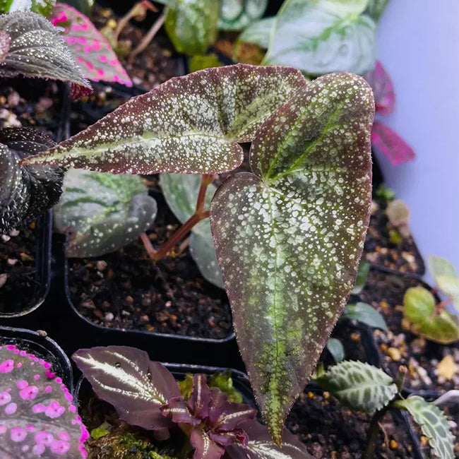 Begonia variabilis (The upgrated version)