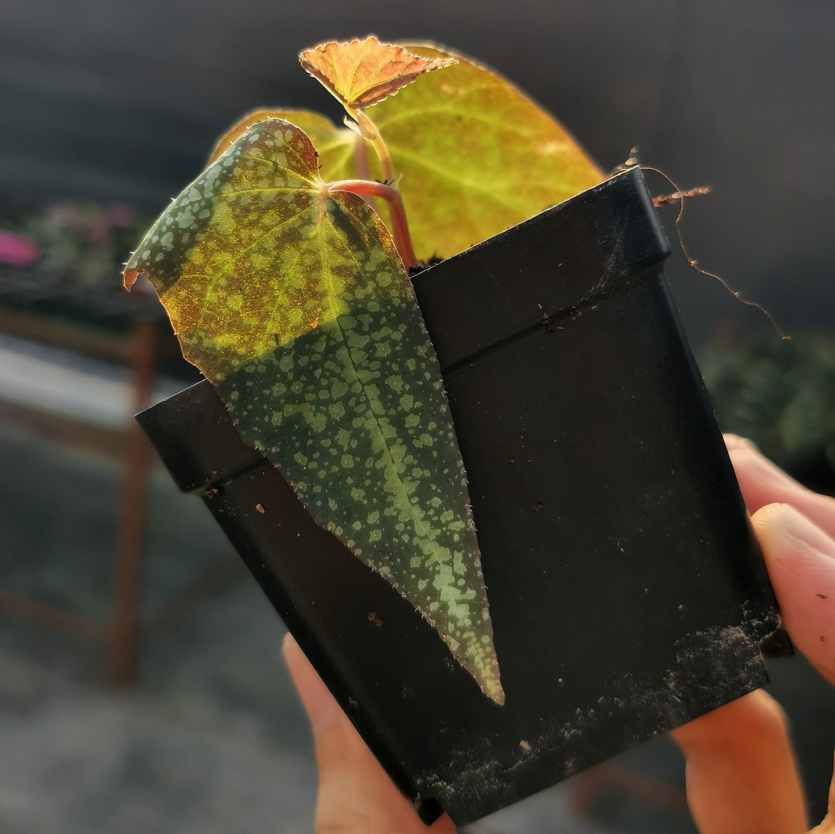 Begonia variabilis (The upgrated version)