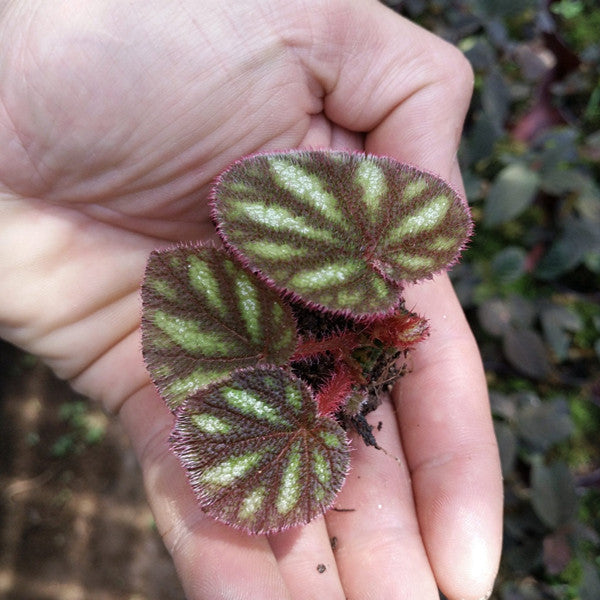 Begonia Versicolor