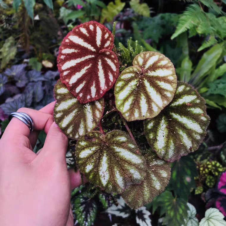 Begonia Versicolor