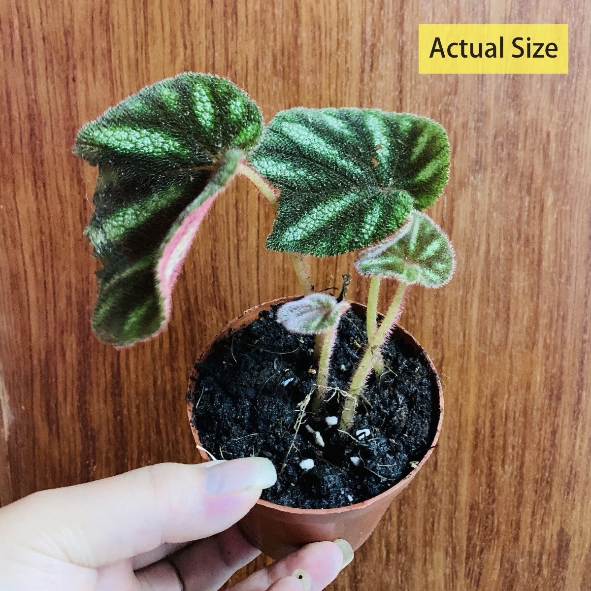 Begonia Versicolor