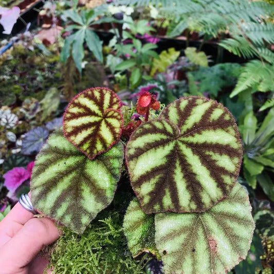 Begonia Versicolor