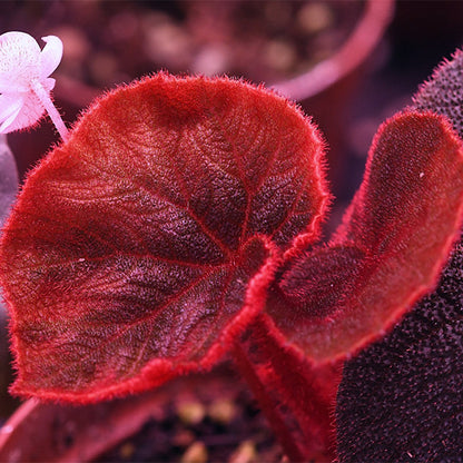 Begonia Versicolor ' Black & Red '