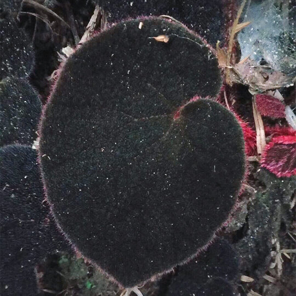 Begonia Versicolor ' Black & Red '