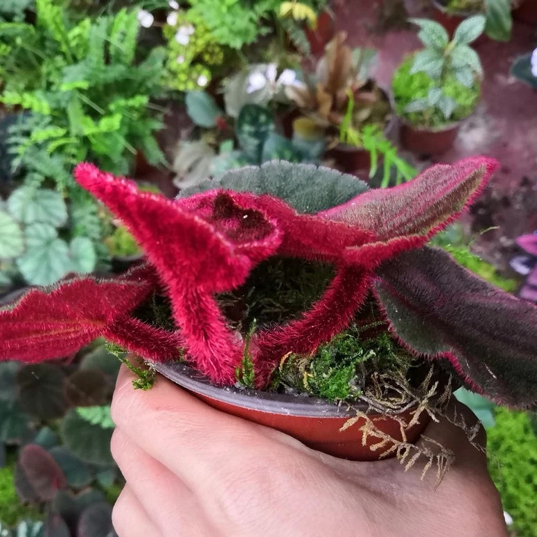 Begonia Versicolor ' Black & Red '