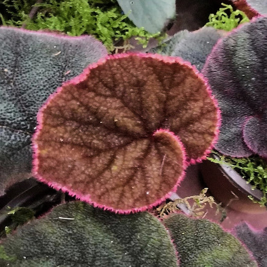 Begonia Versicolor ' Black & Red '