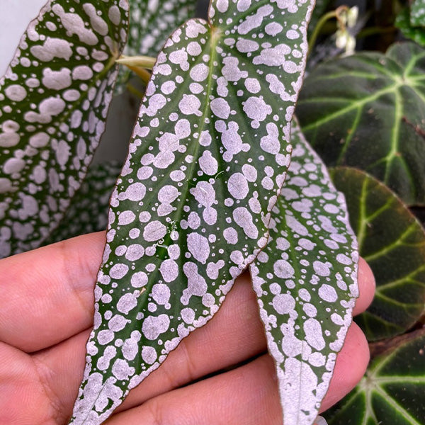 Begonia ' White Ice '